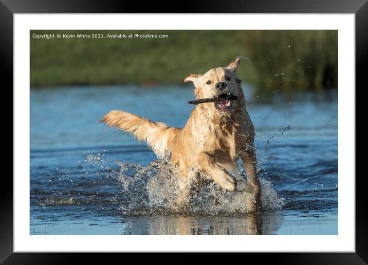 Golden retriever splashing about Framed Mounted Print by Kevin White