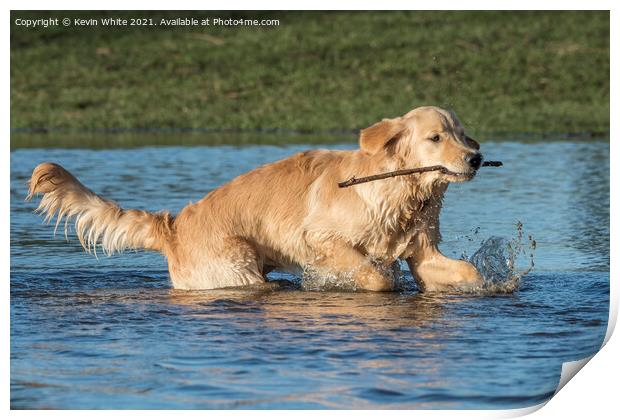 Golden Retriever with stick Print by Kevin White