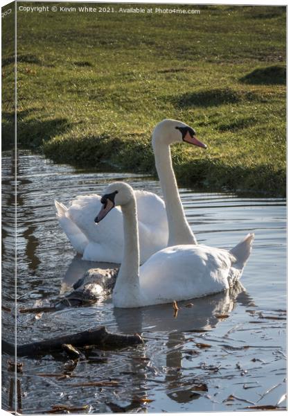 Two mute swans Canvas Print by Kevin White