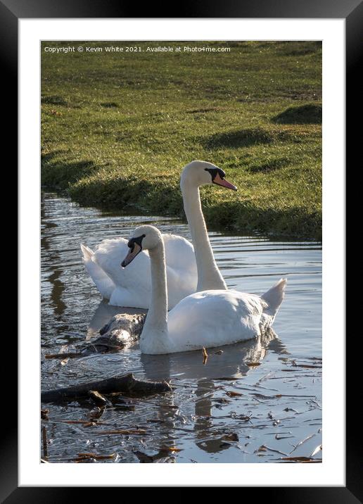 Two mute swans Framed Mounted Print by Kevin White