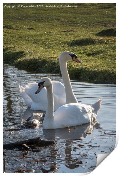 Two mute swans Print by Kevin White