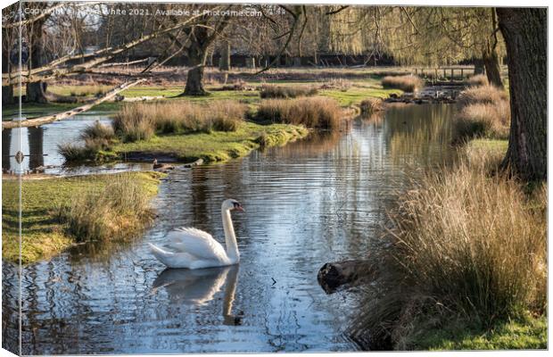 White swan swimming in local stream Canvas Print by Kevin White