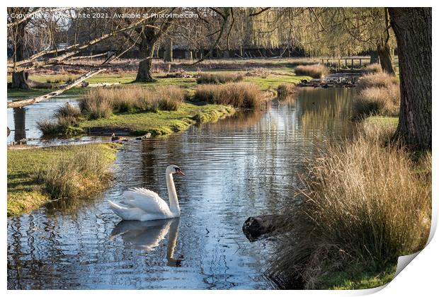 White swan swimming in local stream Print by Kevin White