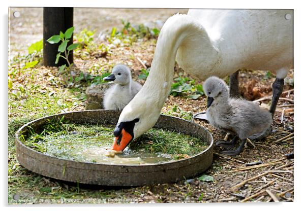 Two small Cygnets watch mum eating from a tray. Acrylic by Philip Gough