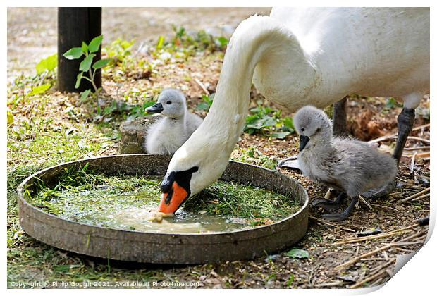 Two small Cygnets watch mum eating from a tray. Print by Philip Gough