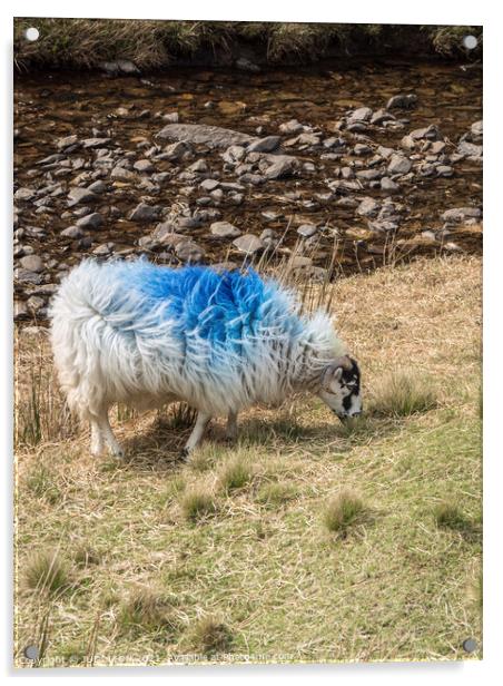 A blue sheep Acrylic by JUDI LION