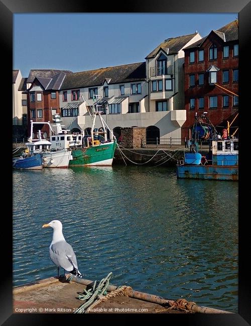 The Seagull  Framed Print by Mark Ritson