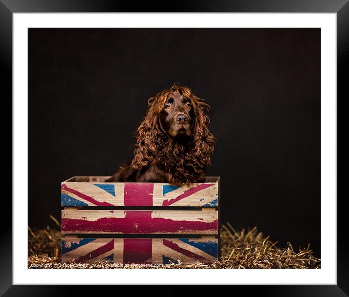 Spaniel in a Box Framed Mounted Print by Tracey Smith