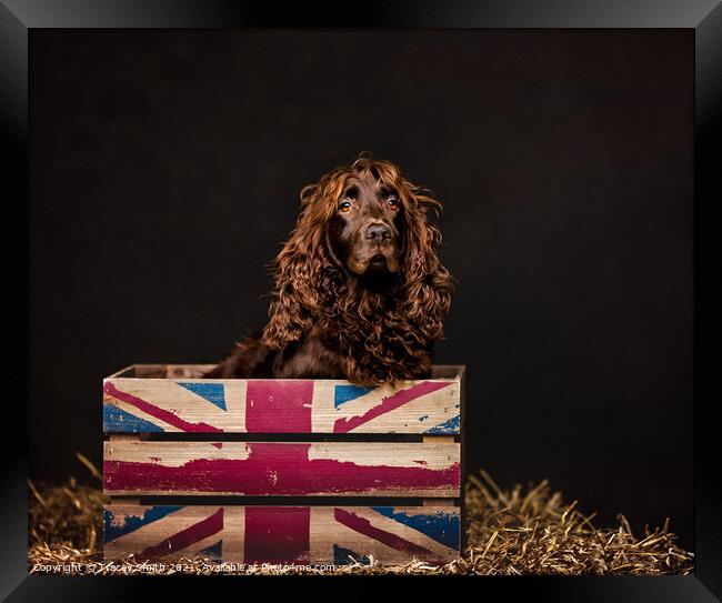 Spaniel in a Box Framed Print by Tracey Smith