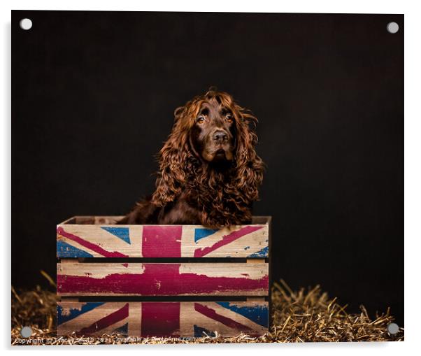 Spaniel in a Box Acrylic by Tracey Smith
