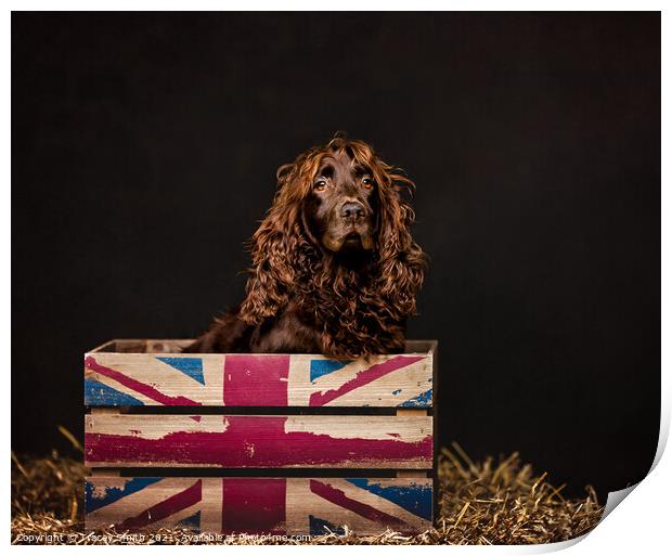 Spaniel in a Box Print by Tracey Smith