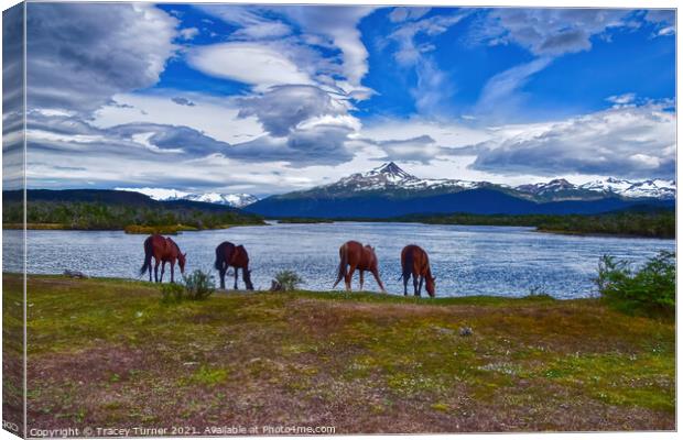 'Refreshing Drink' - Horses in Patagonia, Chile Canvas Print by Tracey Turner