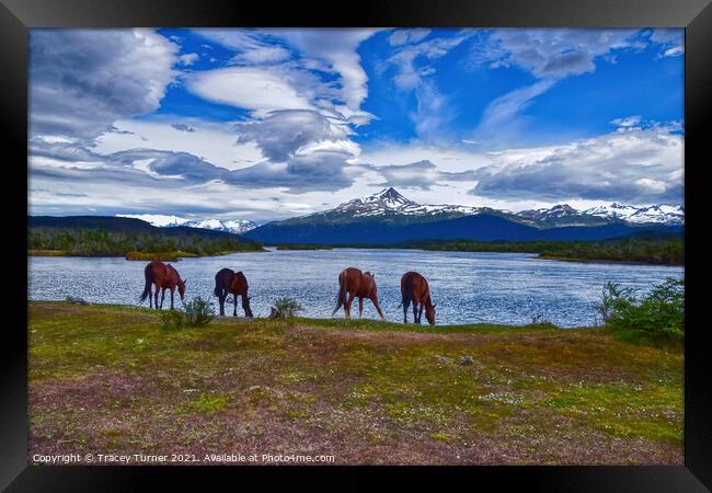 'Refreshing Drink' - Horses in Patagonia, Chile Framed Print by Tracey Turner