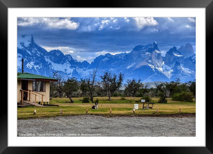 'On Guard' - A Dog on lookout in Patagonia, Chile Framed Mounted Print by Tracey Turner