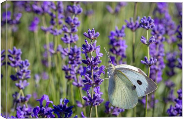 Cabbage White Butterfly on a lavender flower Canvas Print by Milton Cogheil