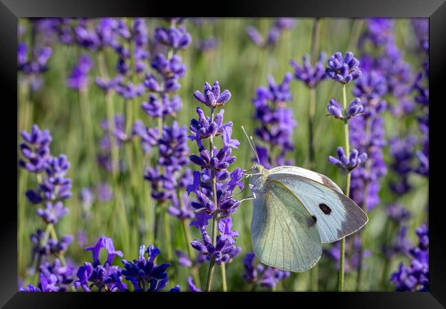 Cabbage White Butterfly on a lavender flower Framed Print by Milton Cogheil