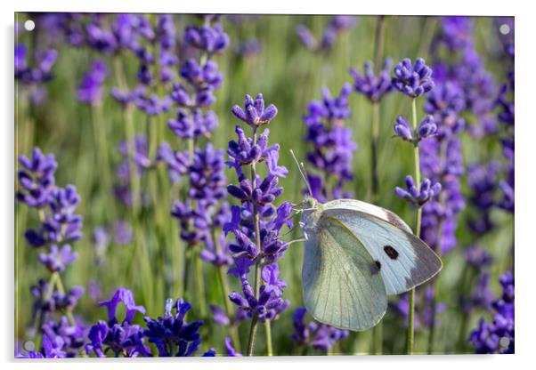 Cabbage White Butterfly on a lavender flower Acrylic by Milton Cogheil