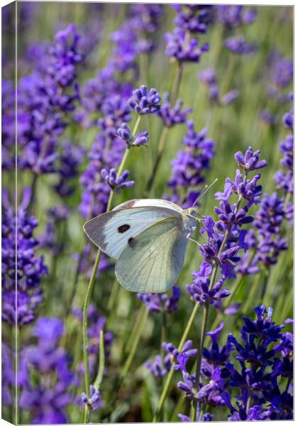 Cabbage White Butterfly resting on a lavender flow Canvas Print by Milton Cogheil