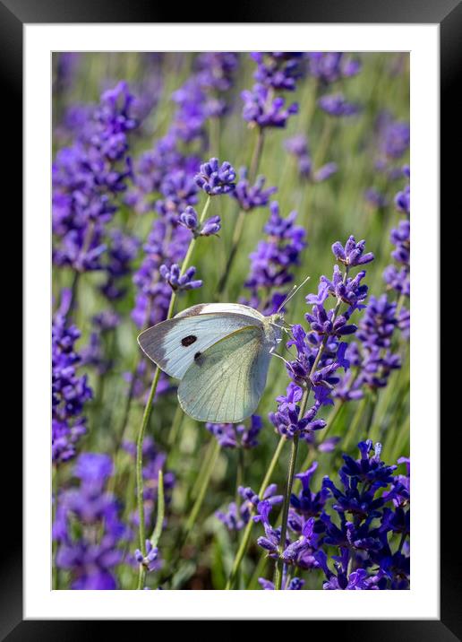 Cabbage White Butterfly resting on a lavender flow Framed Mounted Print by Milton Cogheil