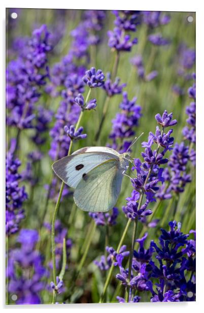Cabbage White Butterfly resting on a lavender flow Acrylic by Milton Cogheil