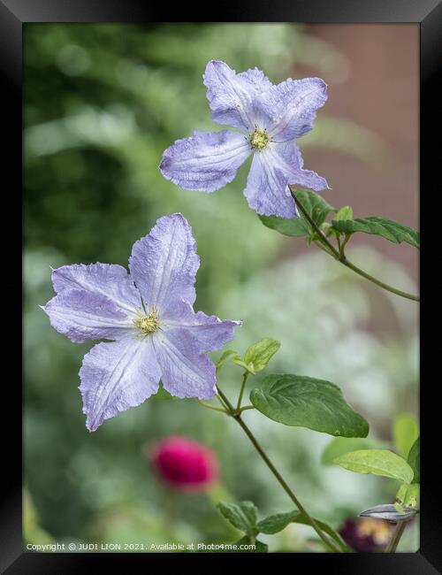 Lilac Clematis Framed Print by JUDI LION