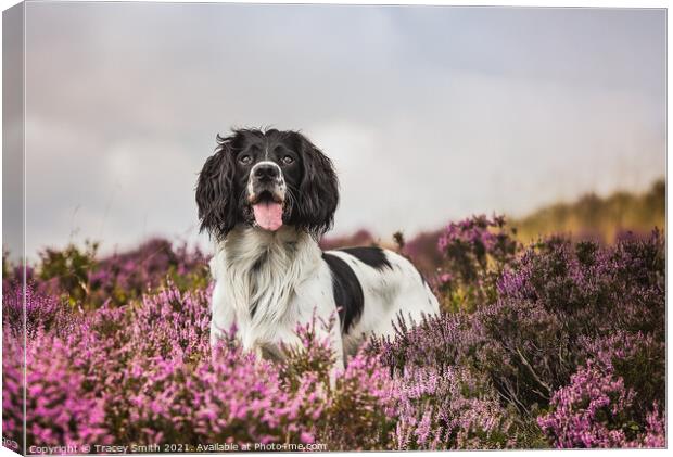 Springer Spaniel Dog in the Heather Canvas Print by Tracey Smith
