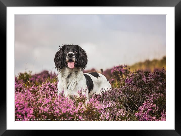 Springer Spaniel Dog in the Heather Framed Mounted Print by Tracey Smith