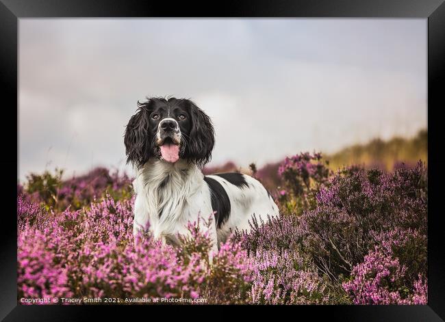 Springer Spaniel Dog in the Heather Framed Print by Tracey Smith