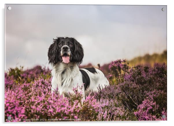 Springer Spaniel Dog in the Heather Acrylic by Tracey Smith