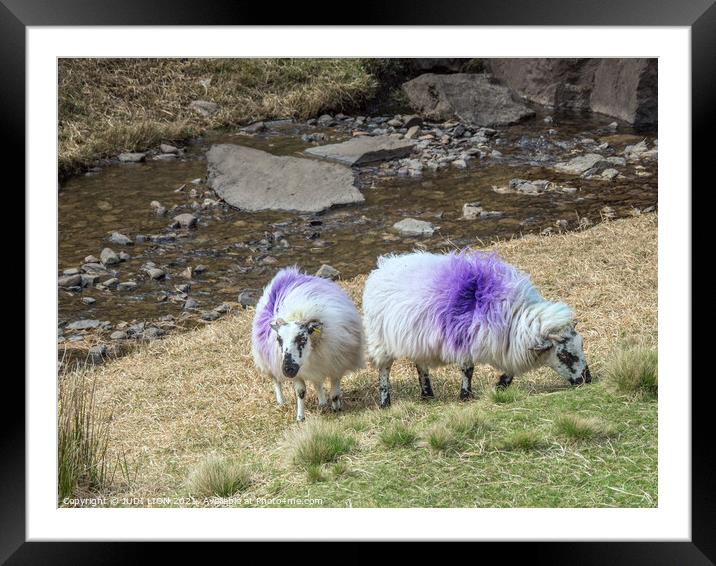 Two Purple Sheep Framed Mounted Print by JUDI LION