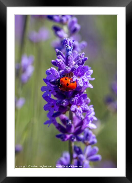 Close up of a seven spot ladybird on a lavender pl Framed Mounted Print by Milton Cogheil
