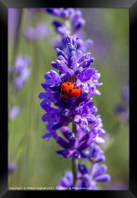Close up of a seven spot ladybird on a lavender pl Framed Print by Milton Cogheil
