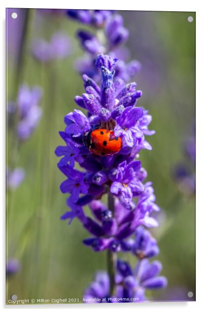 Close up of a seven spot ladybird on a lavender pl Acrylic by Milton Cogheil