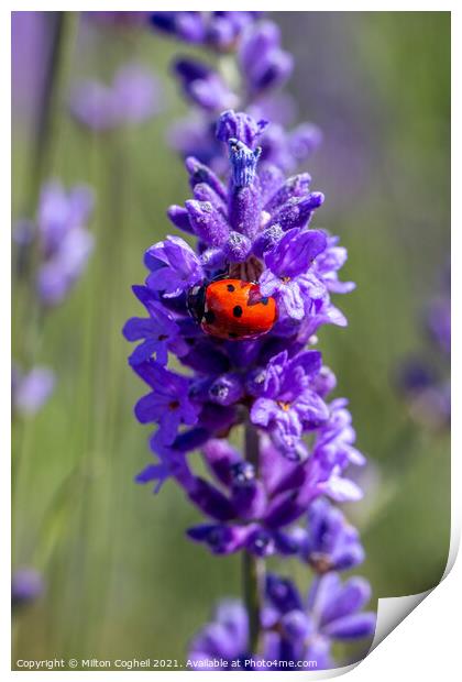 Close up of a seven spot ladybird on a lavender pl Print by Milton Cogheil