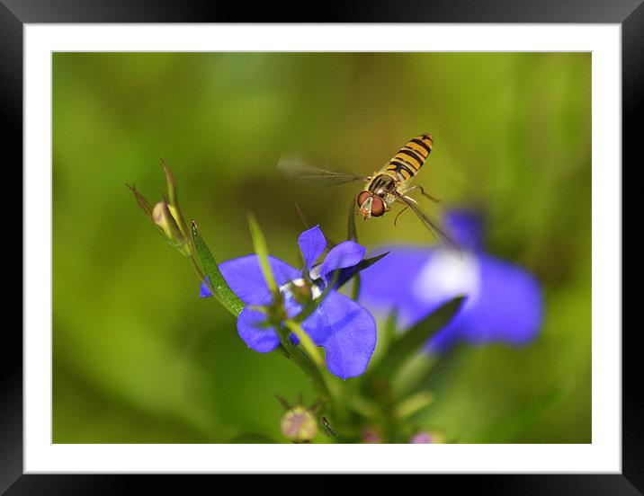 Hoverfly In Flight Framed Mounted Print by Donna Collett