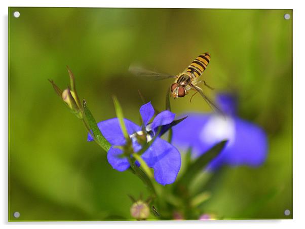 Hoverfly In Flight Acrylic by Donna Collett