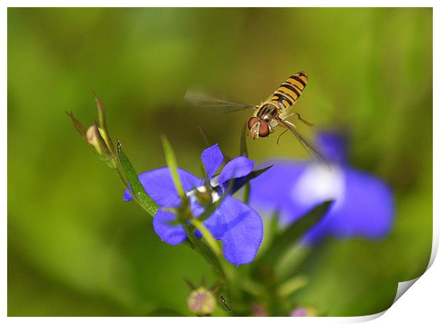 Hoverfly In Flight Print by Donna Collett