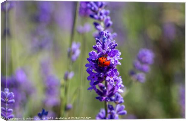 Seven spot ladybird on a lavender plant Canvas Print by Milton Cogheil