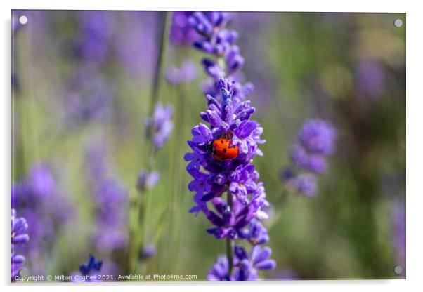 Seven spot ladybird on a lavender plant Acrylic by Milton Cogheil
