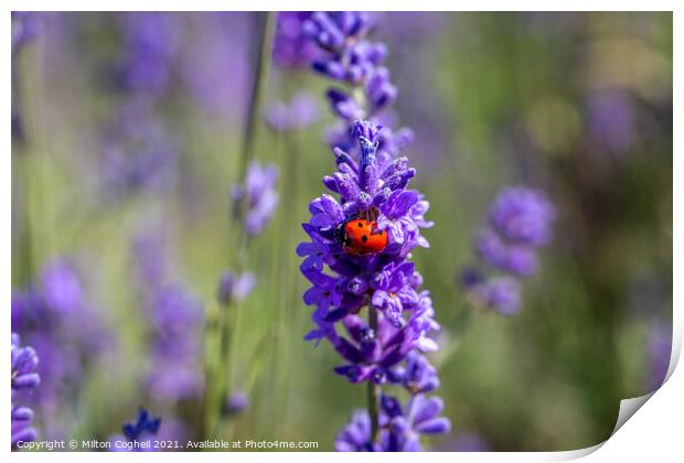 Seven spot ladybird on a lavender plant Print by Milton Cogheil
