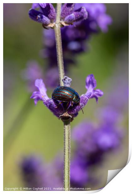 Close up of a Rosemary Beetle on a lavender plant Print by Milton Cogheil