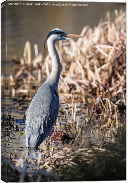 Heron has spotted something Canvas Print by Kevin White