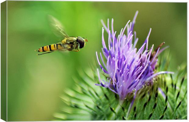 Hover to a Thistle Canvas Print by Donna Collett