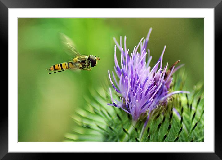 Hover to a Thistle Framed Mounted Print by Donna Collett
