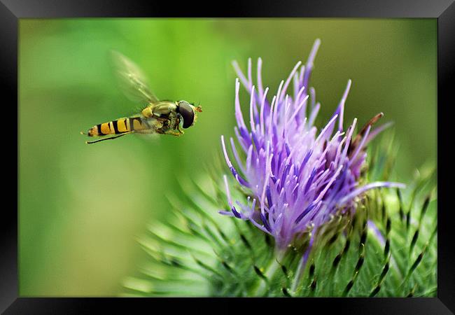 Hover to a Thistle Framed Print by Donna Collett