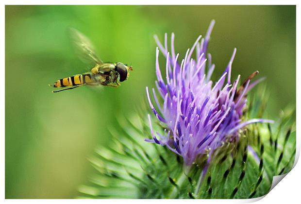 Hover to a Thistle Print by Donna Collett