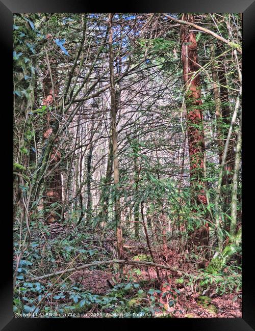 Tangled Woodland - Mysterious North Woods in Devon Framed Print by Elizabeth Chisholm
