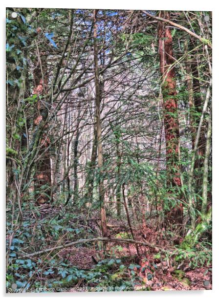 Tangled Woodland - Mysterious North Woods in Devon Acrylic by Elizabeth Chisholm