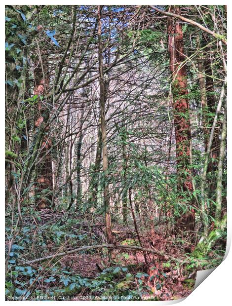 Tangled Woodland - Mysterious North Woods in Devon Print by Elizabeth Chisholm