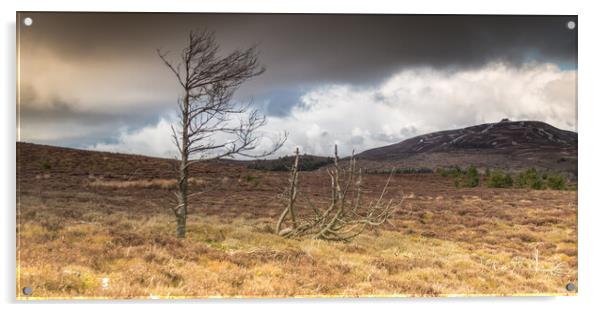 Dead tree Moel Famau North Wales Acrylic by Jonathon barnett